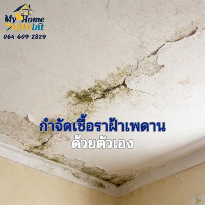 ฝ้านั้น มีเชื้อรา